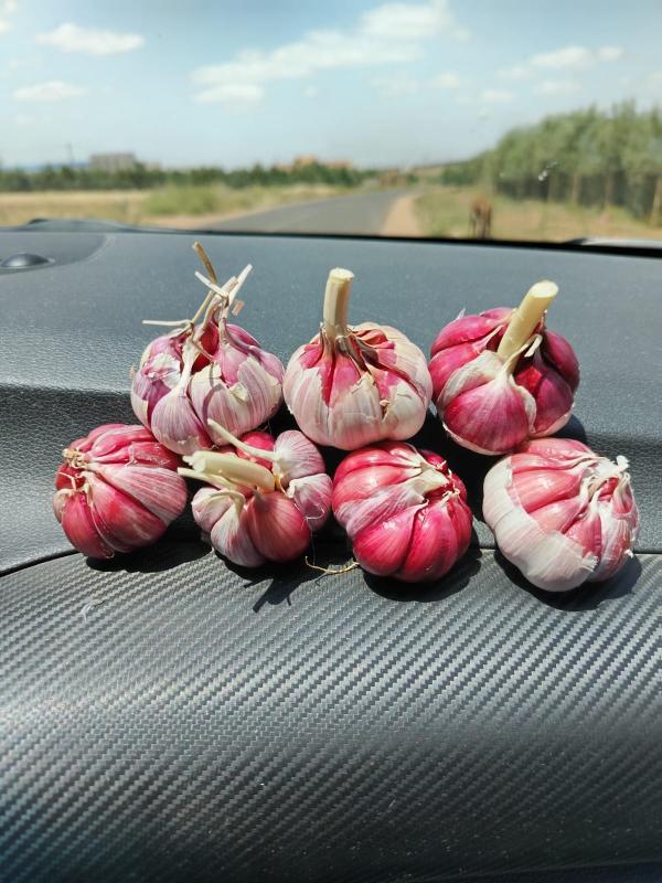  L'ail Et Oignon - fruits et légumes bonjour -- j'ai un stock de l'ail et oignon et je cherche des client pour vendu.--localisation - maroc (mekn&egrave;s)--quantit&eacute;- plus de 1000 tonne--conditionnement -transport &agrave; la charge du client--le prix raisonnable--nb- le stock est toujours disponible.----