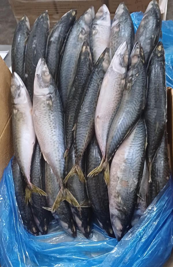  Recherche Fournisseur Agroalimentaire - autres nous sommes &agrave; la recherche des fournisseurs agroalimentaire et mat&eacute;riel de construction et produits congel&eacute;.. agroalimentaire ( sucre spaghetti sel iod&eacute; huile v&eacute;g&eacute;tale lait en poudre farine de bl&eacute; riz sardines tomates.et les boissons al