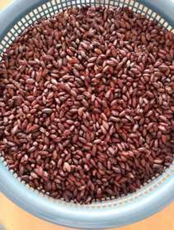  Baies Séchées De Miracle - fruits secs et graines grillées bonjour,  nous recherchons des acheteurs de baies séchées de miracle. nos baies,  provenant de nos champs au bénin,  sont d'excellente qualité -100% naturel,  sans pesticides,  sans métaux lourds,  la miraculine est un fruit miracle pour la santé . stock disponibl