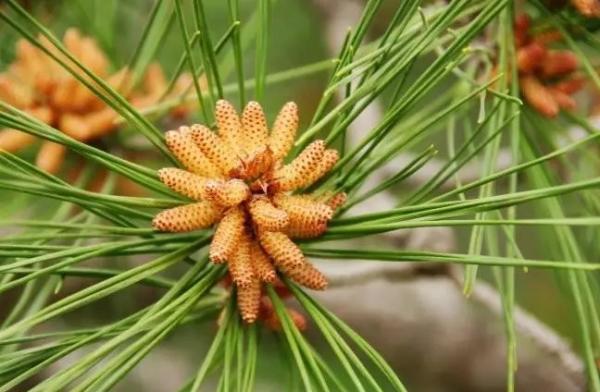  Producteur De Pollen De Pin Sauvage - matiere vegetale nous proposons du pollen 100% naturel issu de pins sauvages (espèce pinus massoniana). notre pollen est conforme à la réglementation européenne et se présente à exine brisée ou non,  sous forme de poudre ou en comprimés de taille personnalisable