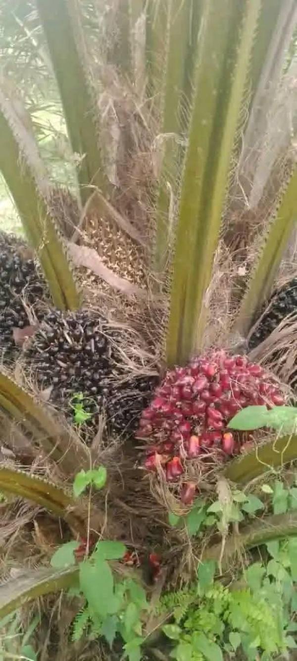  Projets Pépinière Gazaville - horticulture plante biocarburant je suis à la recherche de partenaires pour mettre en place un espace de pépinière sur gazaville,  situé à 7km de divo (côte d'ivoire). l' espace est disponible à côté de ma maison.en plus nous avons la chance que la demande est forte de gaz