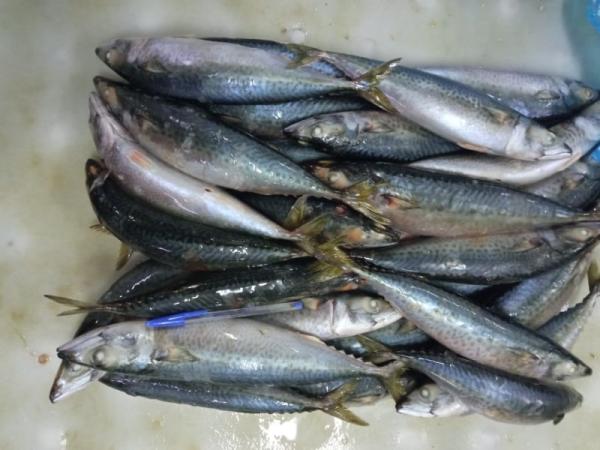  Frozen Mackerel Disponible Immédiatemen - fish origine - maroc--espèce - scomber colias--tailles disponibles - m & l--produit surgelé – qualité export--lonja group vous propose le meilleur du maquereau rozen,  fraîchement peché et surgelé selon des normes de qualité rigoureuses,  pret à r&eacu