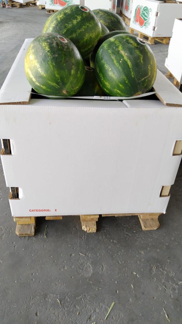  Pastèque Sentinelle De La Tunisie - fruits et légumes past&egrave;que sentinelle calibre sup&eacute;rieur ou &eacute;gale &agrave; 12 kg nous acceptons des petites et grandes commandes 