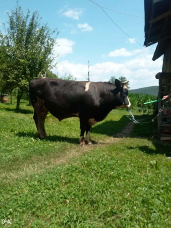  Eleveurs En Bosnie - animaux vivants bonjour,  ---- je travaille avec des éleveurs en bosnie pour mettre en place un canal de distribution direct vers les importateurs au maghreb et afrique plus largement. ---- si vous etes importateur de bovins ou ovins,  n’hésitez pas à me contacter afin d'étudier la possibi