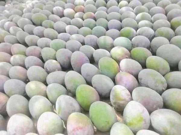  Mango Kent (senegal) - fruits and vegetables variety- kent----shape- ovoid with a rounded dorsal shoulder and apex; full ventral side.----skin- thick and resilient,  with a yellow base color and a red to crimson blush on the surface.----flesh- deep yellow to orange-yellow,  featuring a rich flavor and a smooth,  fiberless texture.----average weig