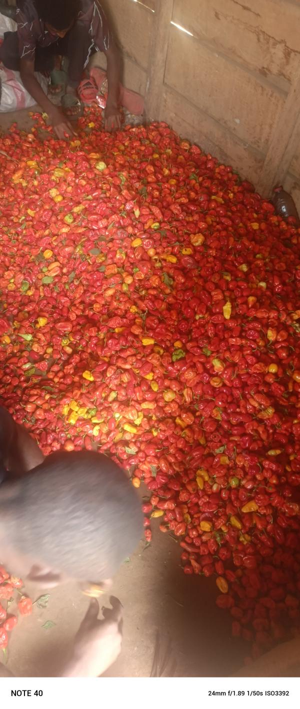  Le Piment Frais - épices aromates bonsoir &agrave; tous je suis daniel jeune camerounais je fais dans l'agriculture j'ai pas une entreprise mais je fais juste des champs actuellement j'ai du piment frais pour plus d'information