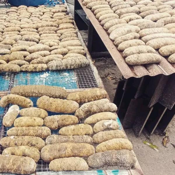  Concombres De Mer Séché Ou En Poudre - poissons pour besoin d'achat de concombre de mer séché. 210 000f/kg y compris le transport.--pour vos commandes,  veuillez me joindre via mon numéro de téléphone.----cordialement 