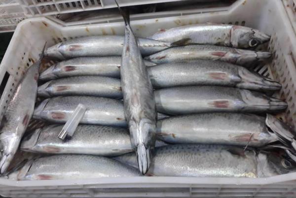  Importateur Grossiste En Produits De La Mer - poissons vous etes à la recherche de poissons et fruits de mer de qualité en grande quantité ?--nous sommes une entreprise basée en mauritanie,  spécialisée dans l’exportation de poissons locaux,  frais et surgelés.----nos produits phares -----chinchard----maque