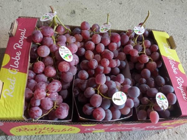  Fruits Et Légumes Algerie - fruits et légumes  offres d’exclusivité -fruits & légumes made in algeria certifiés biocert--nous recherchons des distributeurs et importateurs sérieux pour promouvoir et commercialiser des fruits et légumes frais d'algérie dans votre pays/région.-- produits de haute q