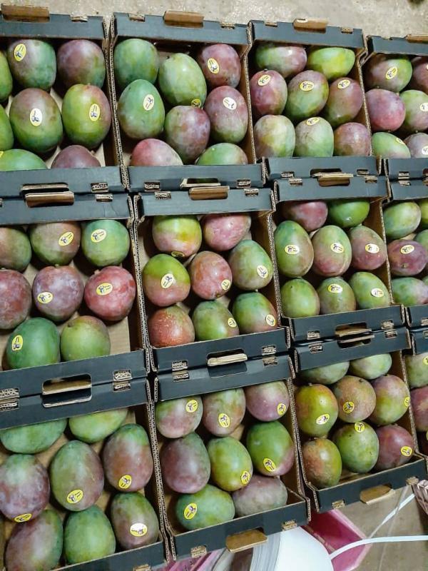  Mangue Ananas, Noix Acajou - fruits et légumes bonsoir --nous sommes a casablanca-maroc,  société d  import et export .--nous vous proposons des mangues ,  ananas,  coco,  noix d acajou du benin ,  produits de très bonne qualité aux prix attractifs.--cordialement