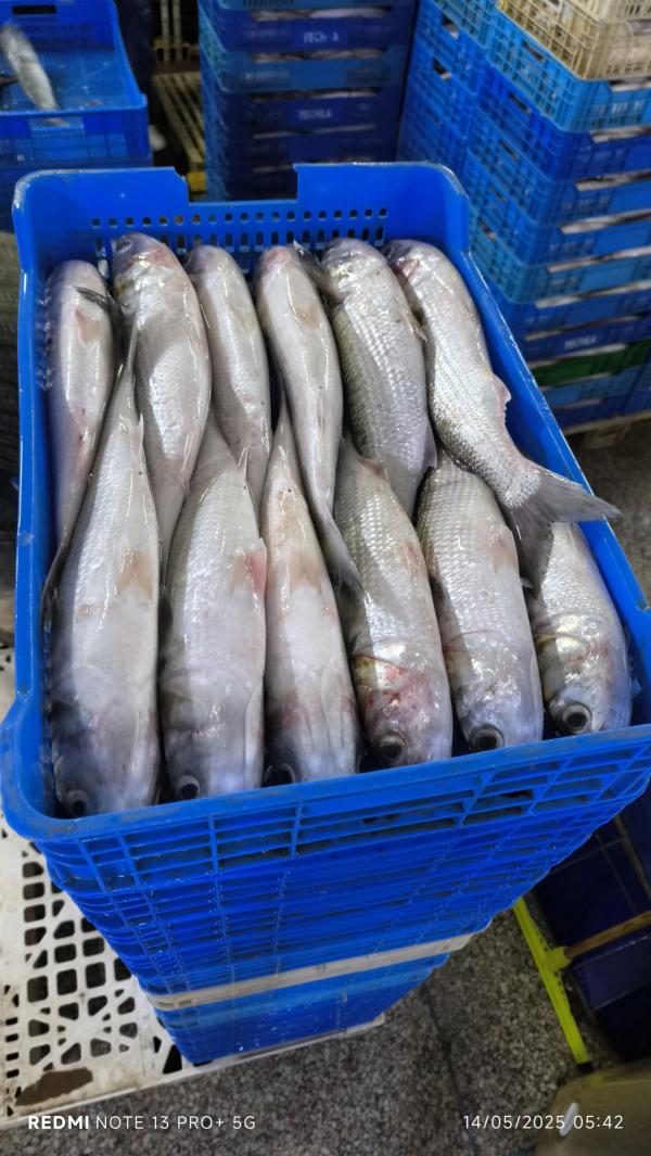  Recherche Des Client Pour Mulet Et Bonite - poissons vous etes à la recherche de poissons et fruits de mer de qualité en grande quantité ?--nous sommes une entreprise basée au maroc,  spécialisée dans l’exportation de poissons locaux,  congelé.----procédure simple et sécurisée - paiem
