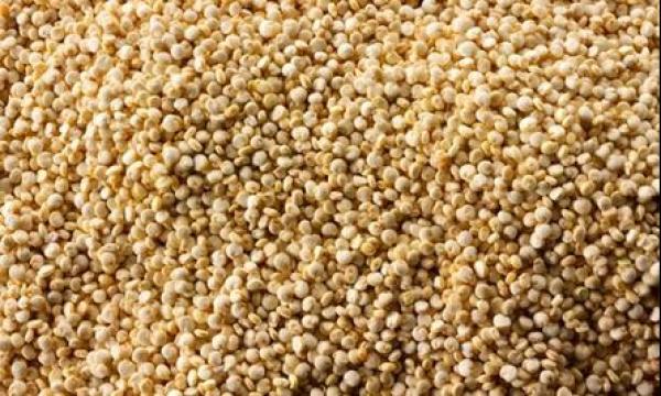  Offre Commerciale Fonio Brut - céréales nous disposons actuellement de 10 tonnes de fonio brut disponibles immédiatement à kédougou (sénégal).-- qualité - récolte récente,  bien stockée-- quantité - 10 tonnes-- lieu - kédougou-- disponibilité - imméd