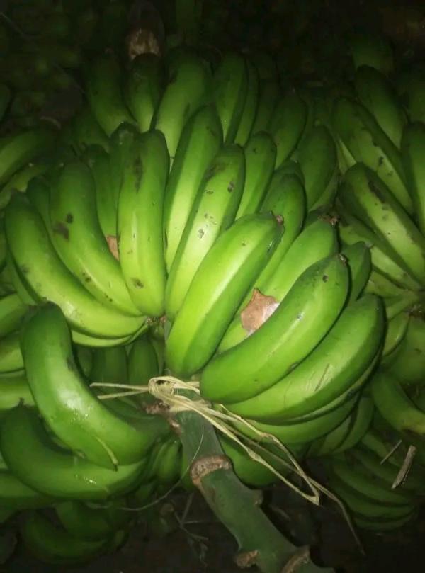  Recherche Des Clients Océan Indien - fruits et légumes bonjour très cher,  nous sommes un fournisseur de banane vert,  manioc,  et de coco de madagascar. nous souhaitons correspondre avec des clients potentiels dans l'océan indien (mayotte, la réunion,  maurice...) pour faire une une étude de besoin en vue de futurs collaboration.