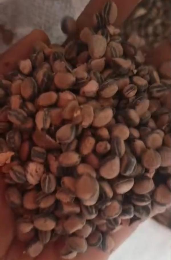  Vente En Gros De Produits Tropicaux - fruits secs et graines grillées nous disposons de 25 tonnes des graines de néré déjà mise en sac pret pour chargement. le stock est bien entretenu et se trouve ce 15/06/2025 dans notre entrepôt à savalou.