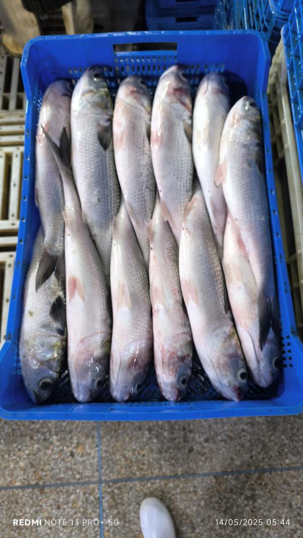  Pour L'afrique - poissons bonjour --nous avons du poisson mulet congel&eacute; et le bonite congel&eacute; a vendre depuis le maroc,  --qt&eacute;- minimum 1 conteneur --exp&eacute;dition- fob--salutations