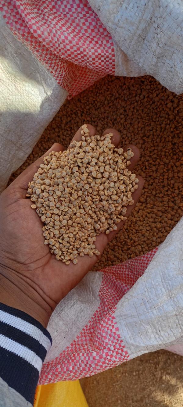  Pépins De Figues De Barbarie - semence graine plant  nous offrons des p&eacute;pins de figues de barbarie origine madagascar et cherchons des partenaires pour contrat annuel moq 15 tonnes 