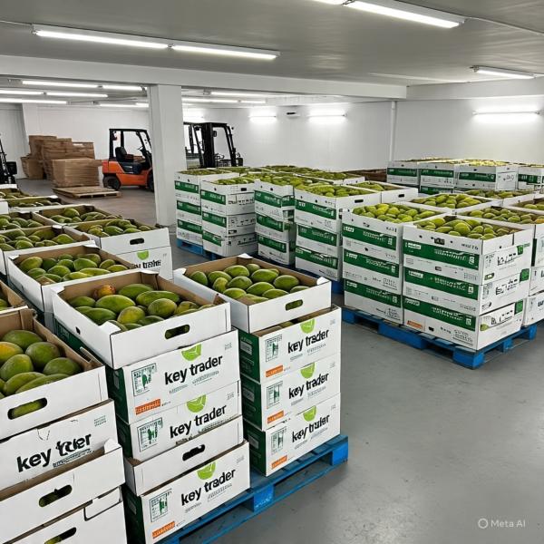  Mangues Campagne 2025 Sénégal - fruits et légumes *ouverture de la campagne de mangues au s&eacute;n&eacute;gal !* nous sommes un fournisseur de mangues fra&icirc;ches bas&eacute; au s&eacute;n&eacute;gal et nous sommes ravis d'annoncer l'ouverture de notre campagne de mangues pour cette saison ! *nos produits * mangues fra&icirc;ches de haut