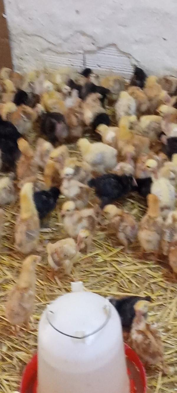  Vendre 1000 Poussins De Mois Race Gé - animaux vivants nous proposons &agrave; la vente 1000 poussins de race g&eacute;noise,  &acirc;g&eacute;s de 1 mois,  en parfaite sant&eacute;,  enti&egrave;rement vaccin&eacute;s selon le protocole avicole.--caract&eacute;ristiques ---&acirc;ge - 1 mois--race - g&eacute;noise (croissance rapide,  rustique,  chair de qu