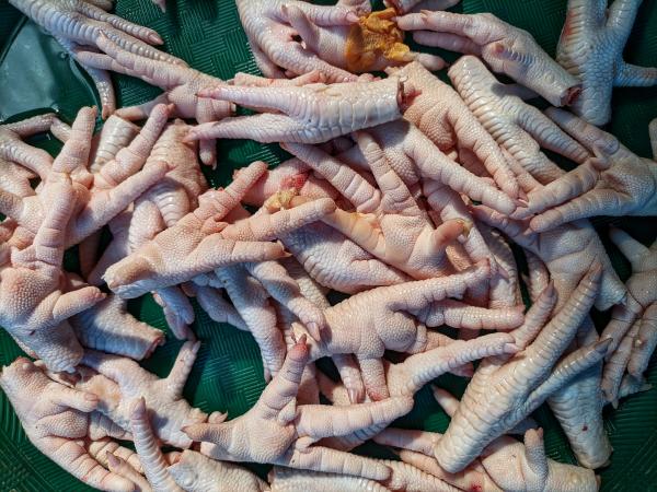  Grade Frozen Chicken Paws Origin Brazil - meat and eggs we can supply your company with unlimited quantities of grade a frozen chicken paws directly from the top brazilian supplier. 