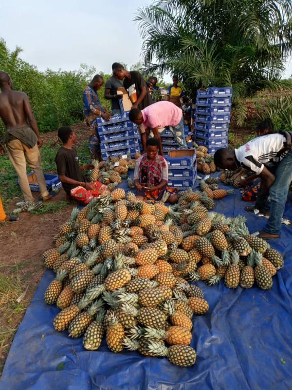  Ananas Du Bénin - fruits et légumes bonjour--nous sommes des fournisseurs des produits tropicaux ( ananas pain de sucre ). nous sommes là pour vous satisfaire. --conditionnement cartons ventilés de 12kg --incoterm proposé fob - 350kh--transport aérien ou maritime --- plus 100 tonnes----