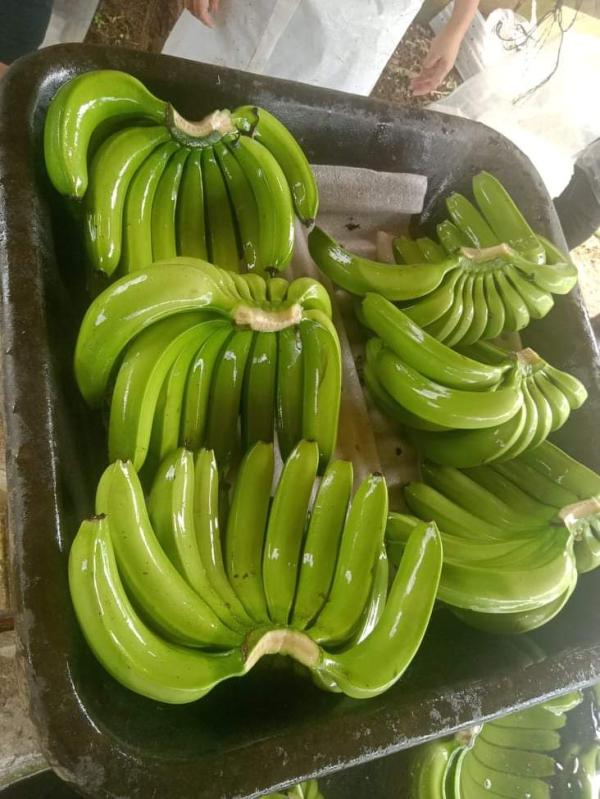  Noix De Cajou Ananas Mangue Avocat Du Bénin - fruits secs et graines grillées nous sommes une soci&eacute;t&eacute; bas&eacute;e au b&eacute;nin sp&eacute;cialis&eacute;e dans l'exportation des produits agricoles noix de cajou ananas mangue avocats s&eacute;same pommes de terres maïs bananes arachides d&eacute;cortiquer soja bissap oignons nous cherchons des acheteurs s&e