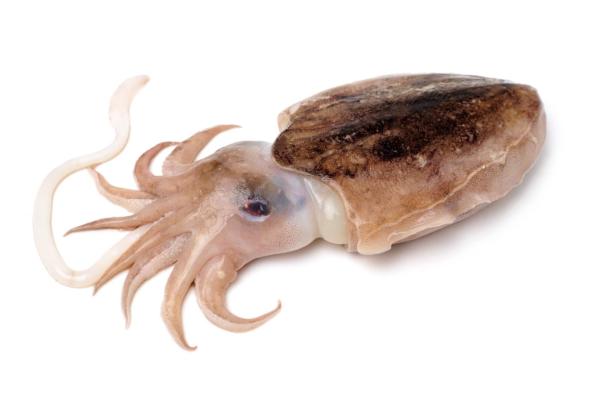  Seiches Or Cuttlefish - fish hello everyone we have a quantity of cuttlefish --condition frozen --production date may  2025--packaging carton of 20 kg--quantity 32 t --nouadhibou port fob--any one interested just contact us we will make good offer 