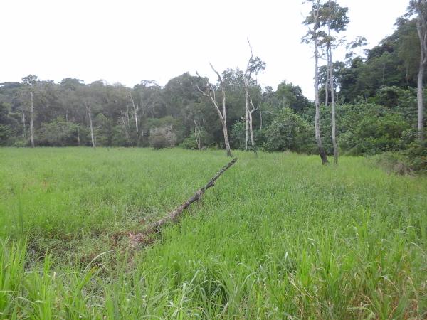  Terrain Agricole Vendre - mine terrain concession  &agrave; tous nous disposons des terrains agricoles et industriels dans la sanaga maritime titr&eacute; et non titr&eacute; bien vouloir me contacter pour plus d'informations tr&egrave;s cordialement 