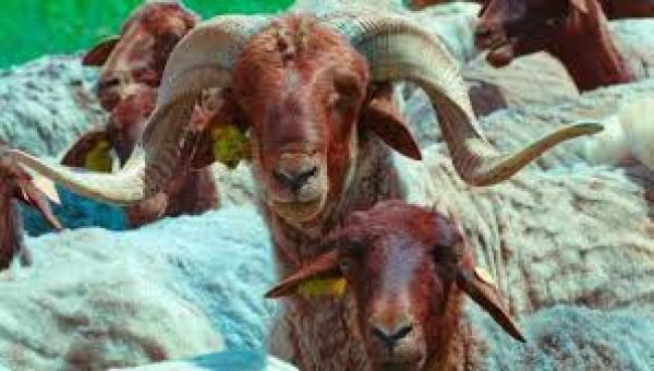  Élevage Des Mouton - animaux vivants v&eacute;t&eacute;rinaire sp&eacute;cialis&eacute; en ovins et bovins,  je recherche un sponsor pour lancer mon propre projet en utilisant des m&eacute;thodes modernes et des techniques de production v&eacute;t&eacute;rinaire efficaces. je recherche un sponsor avec des fonds alg&eacute;riens et &eacu