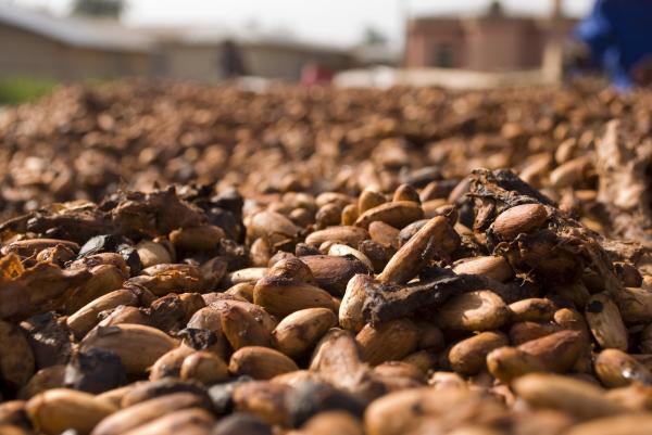  Vente De Cacao Au Togo - café cacao thé vente de cacao au togo--nous recherchons des clients sérieux--mise à disposition - 100 tonnes par mois et plus--prix 8$ par kilo--fob--contactez moi pour toutes informations