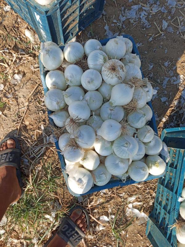  Oignon Blanc Et Oignon Rouge Dispnibles - fruits et légumes oignon rouge et blanc de bonne qualité,  disponibles en filets de 5 kg et 10 kg,  calibre 60/80 en vrac ou bien sur palettes prets à etre exporter 