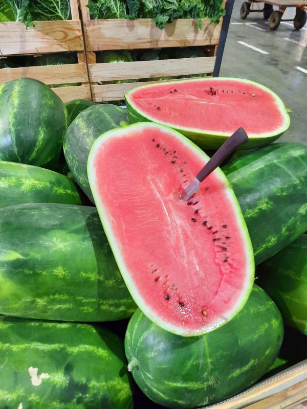  Pastèque Sentinelle De La Tunisie - fruits et légumes vous recherchez un pastèque sucré,  juteux et naturellement rafraîchissant pour vos marchés ?--la tunisie vous propose un fruit d’été cultivé au soleil,  riche en saveur,  avec un excellent rapport qualité-prix.-- disponibilité - juin – ao&u
