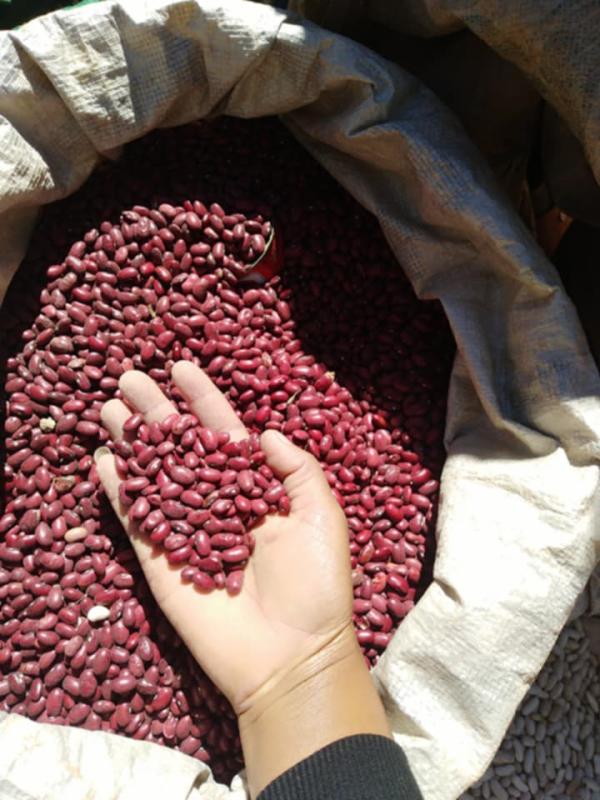  Haricots Blancs Ou Rouge - Industrie exploitation  je suis un jeune entrepreneur bas&eacute; &agrave; madagascar motiv&eacute; et actif dans le secteur agricole. je propose des haricots blancs et rouges produits localement avec soin et dans le respect des normes de qualit&eacute;. actuellement je suis &agrave; la recherche de clients
