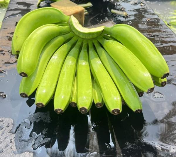  Cavendish Banana For Sale - fruits and vegetables we have all year cavendish banana. origin vietnam indian moq one container of 20' price is attractive. if interested contact me 