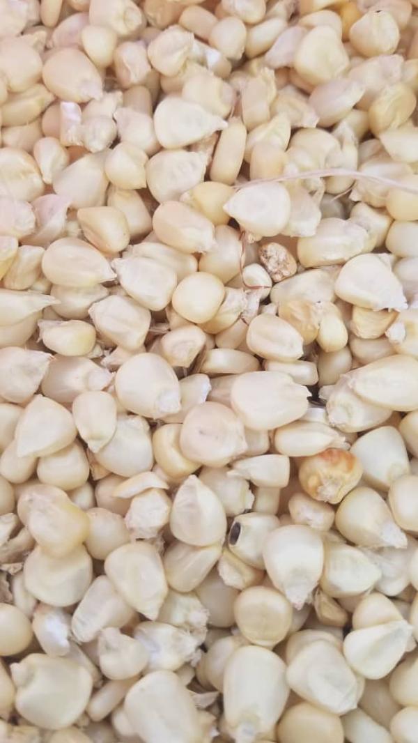  Meilleurs Qualités De Maïs En Gros Et En Déta - autres le service agricoles a mit en vente des maïs en vente en gros et en-- détail nous avons toutes les qualités pour plus d'informations veuillez prendre contact avec vous merci 