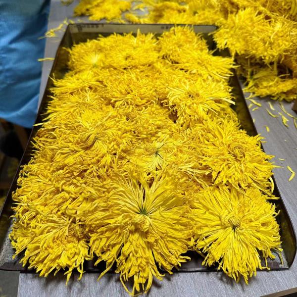  Chrysanthème Royale Grade Alimentaire - horticulture plante biocarburant nous proposons des chrysanthèmes royale jaunes photo de l'annonce contractuelle,  en grade alimentaire,  conforme aux exigences européennes pour application directe,  usage culinaire divers,  pâtisserie,  infusion,  extraction... fleurs séchées présentées en