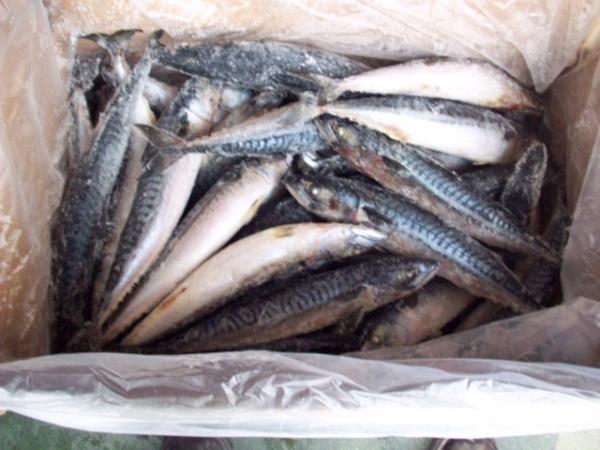 Iqf Fish Pacific Seafood Frozen Mackerel Fish - fish list of our main products also-------frozen chicken and pork/pigs parts-----chicken feet--chicken wings, --chicken drum stick, --chicken paw, --whole chicken,  --chicken leg quarters,  --chicken gizzard,  --chicken liver,  chicken drumstick,  --chicken upper back,  --chicken mid joint wing----pork feet, --por