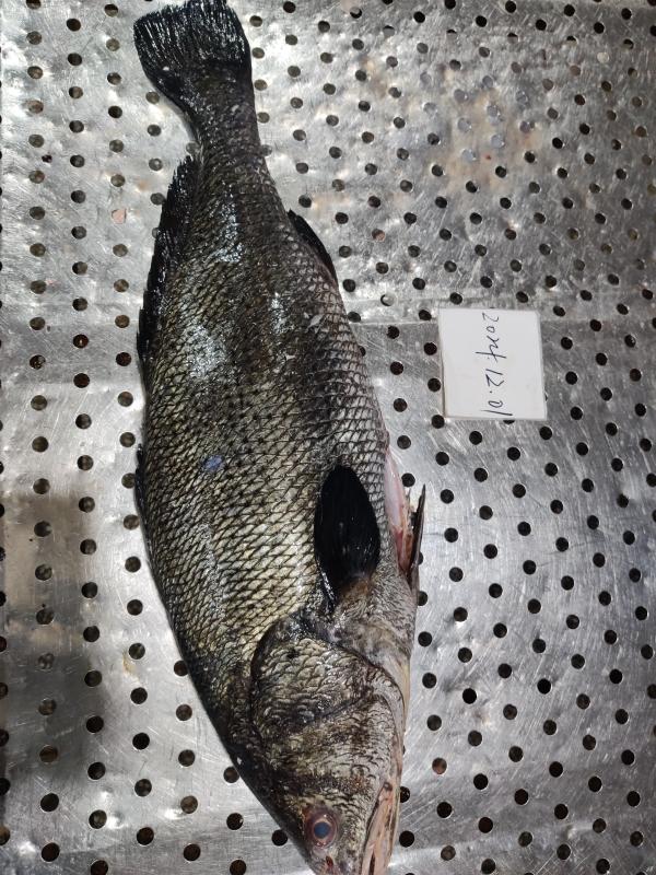  Poisson Croaker Brun Origine Chine - poissons  poisson croaker brun - origine chine----- quantit&eacute; - [quantit&eacute; disponible]--- poids - 5kg+--- emballage - sacs en toile--- prix cif - --- certifications - [certifications disponibles,  ----nous proposons du poisson croaker brun d'origine chinoise,  de qualit&eacute; sup&eacute;rieure et