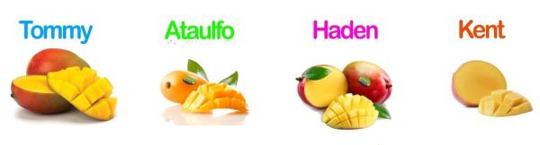  Cherche Clients Pour Des Varietes De Mangue - fruits et légumes nous cherchons des clients pour la distribution de mangues partout.--nous cherchons des partenaires pour les mangues avion comme des mangues bateau certifiées aux normes européennes.--