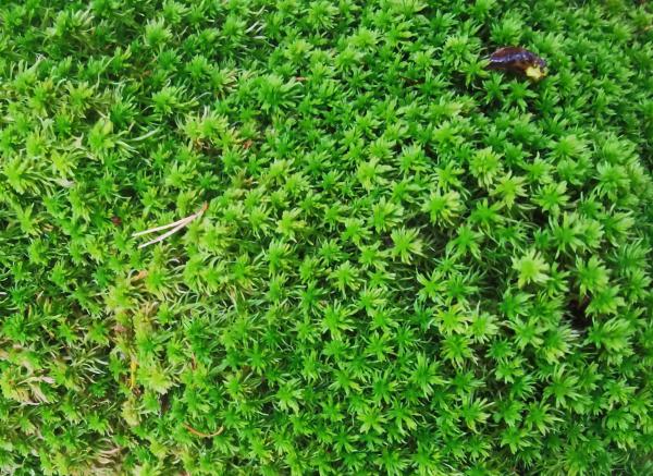  Mousses Végétales Naturelles - matiere vegetale  mousses v&eacute;g&eacute;tales naturelles – plusieurs vari&eacute;t&eacute;s disponibles !  apportez une touche de verdure et d’authenticit&eacute; &agrave; vos cr&eacute;ations gr&acirc;ce &agrave; nos mousses v&eacute;g&eacute;tales naturelles. id&eacute;ales pour la d&eacute;coration les