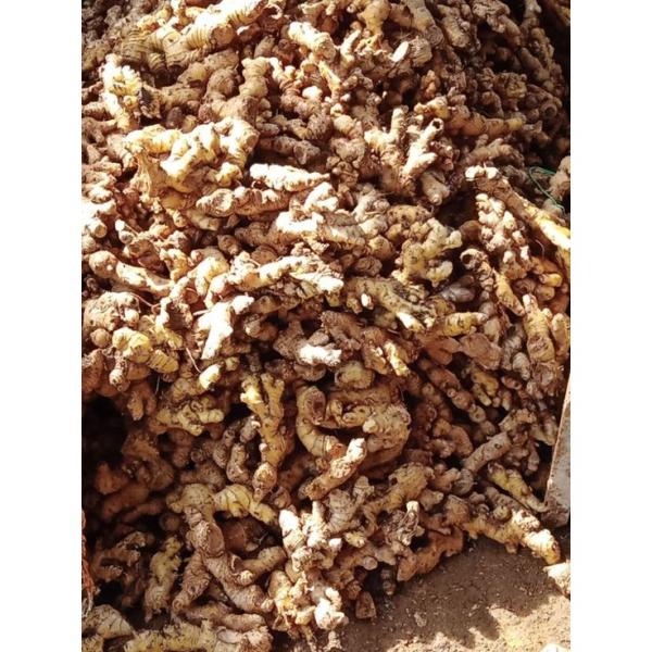  Gingembre Frais Et Séché De Côte D'ivoire - fruits secs et graines grillées nous sommes &agrave; la recherche de clients pour l'achat de nos gingembre frais et s&eacute;ch&eacute; le gingembre bio de c&ocirc;te d'ivoire. nous sommes aussi ouvert aux partenariats 