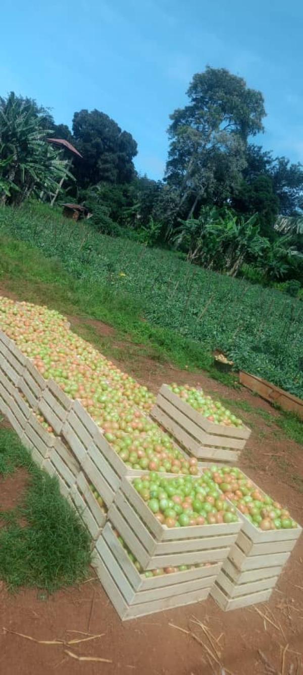  Vente Tomates Fraîches - fruits et légumes nous sommes producteurs de tomates fraîches dans l'ouest du cameroun.--nous sommes à la recherche de clients grossistes revendeurs de tomates fraîches au gabon,  guinée équatoriale et congo brazzaville.--nous conditionnons en 30kgs dans des  caisses en bois pour une p