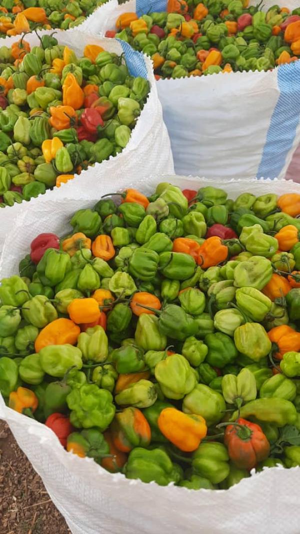  Piments Verts De Qualité - fruits et légumes bonjour madame et messieurs le service msc service a mit en vente des produits agricoles --de bonne qualité des piments verts de qualité veillez nous écrire sur notre site pour achat en gros et détails merci 