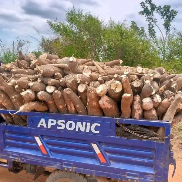  Recherche De Potentiel Acheteur - autres nous disposons de plus de 10 hectares de tubercule de manioc en côte d'ivoire pret à la consommation. le kilogrammes est a facturé de 150 f a 200 f.----veuillez me contacter sur vous etes intéressé.