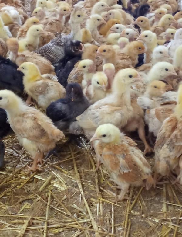  Disponible 500 Poussin 45j Race Génoise - animaux vivants localisation - tunisie -- quantité - 500 poussins-- âge - 45 jours-- état sanitaire - entièrement vaccinés-- race - génoise (race fermière robuste et à croissance régulière)-- prix - 7 dt l’unité-- livraison possible selon l