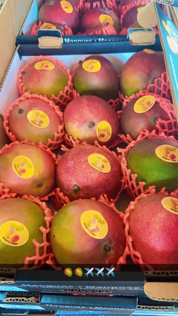  Vente Mangues Kent Et Noix D'acajou Grillées - fruits et légumes bonsoir je vends en tonne des langues kent &agrave; l'export possibilit&eacute; de vous fournir plus de 300 tonnes avec conditionnement et livraison port de dakar ou pays de destination. de meme que la noix d'acajou grill&eacute;es. contactez moi si interess&eacute;. merci