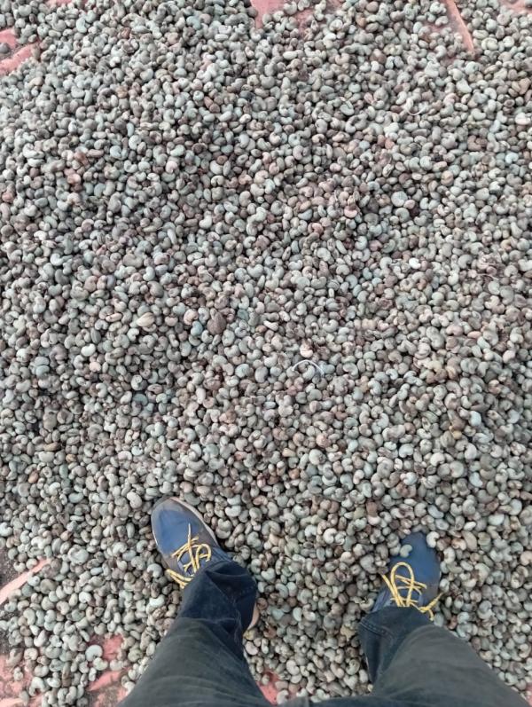  Dried Raw Cashew Nuts In Shell - roasted seeds and nuts  offer of dried raw cashew nuts in shell nigeria origin-- -- products- dried raw cashew nuts in shell-- crops-  new 2025-- origin-  nigeria  -- quantity- 1000 mt -- nuts count- 195max /kg.-- defective- 10%max-- moisture- 08%max-- impurity/foreign matter- 0.5%max-- out turn-  +47lbs -- packing-  80kg