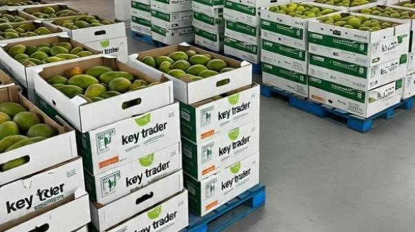  Campagne Mangues Sénégal 2025 Offre Export - fruits et légumes nous lançons officiellement la campagne 2025 des mangues fraîches du sénégal,  issues de variétés sélectionnées.--conditionnement - cartons de 4 kg et 6 kg--calibres disponibles - 6 à 10--qualité export – expéditions sous con
