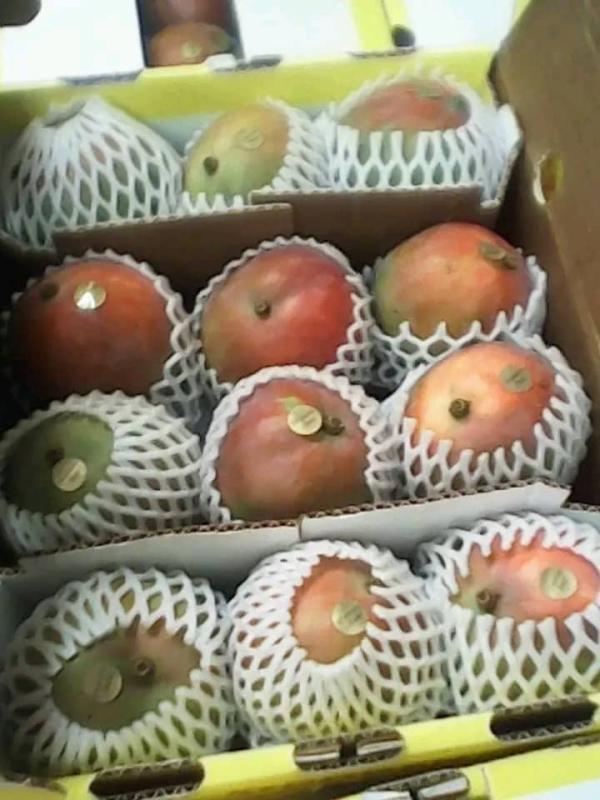  Ouverture De La Campagne De Mangues Au Sénéga - fruits et légumes ouverture de la campagne de mangues au sénégal !*--nous sommes un fournisseur de mangues fraîches basé au sénégal et nous sommes ravis d'annoncer l'ouverture de notre campagne de mangues pour cette saison !--*nos produits -*--- mangues fraîches de haute