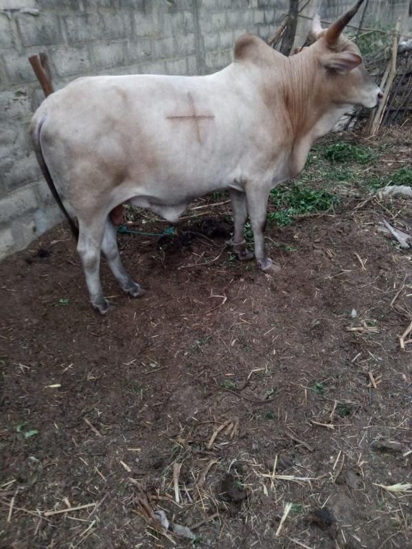  Vente De Vache/ Bœuf - animaux vivants vente d'une vache bien nourri actuellement disponible dans le département de foundiougne.-- pour les intéressés veuillez me contacter --