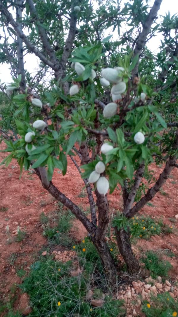  Amandes Entières Avec Coque. - fruits secs et graines grillées madame monsieur. nous sommes une soci&eacute;t&eacute; fran&ccedil;aise de production et de distribution d' amandes. exploitation familiale nous vous proposons des amandes de qualit&eacute; sup&eacute;rieure issus de notre production. nous privil&eacute;gions la qualit&eacute; artisanale et